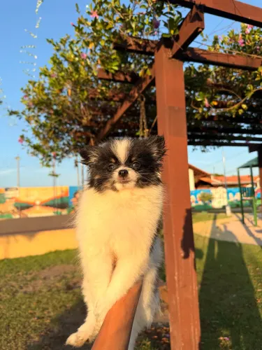 Spitz alemão 