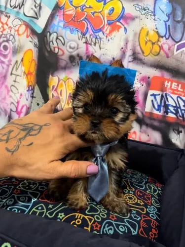 Filhote carinha de gato yorkshire terrier