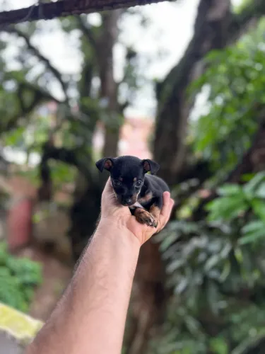Filhote Pinscher fêmea 