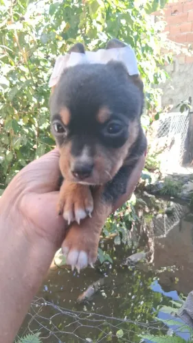 Machinho e fêmea de pinche
