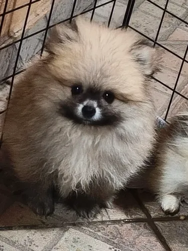 Filhotes de Spitz alemão 