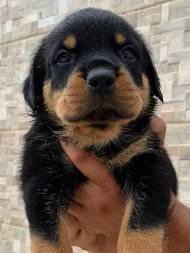Rottweiler filhotes
