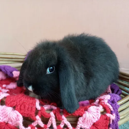 Promoção Mini Lop Uruguaio