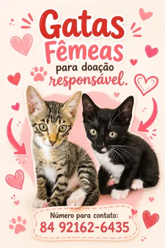 Gatinhas fêmeas para adoção responsável 