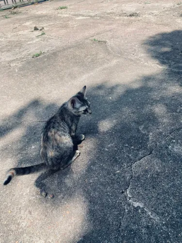 Gata rajada