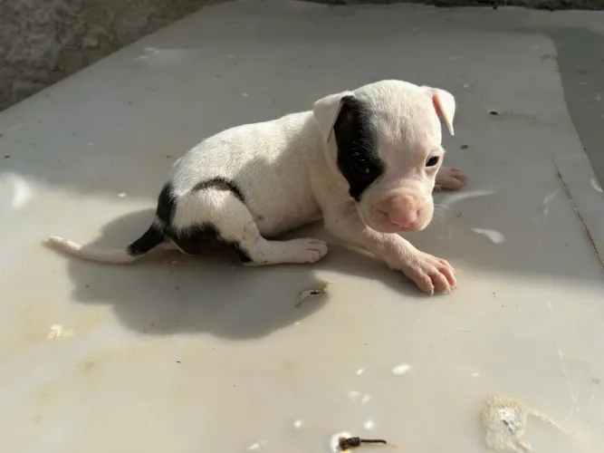 Filhotes de pitbul 