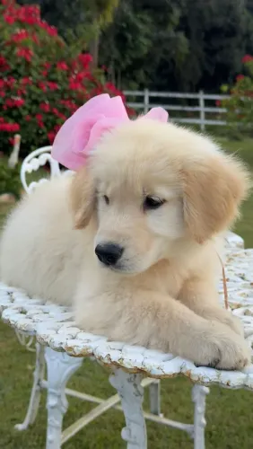 Golden Retriever com pedigree 