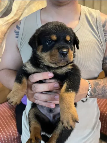 rotweiller filhotes 