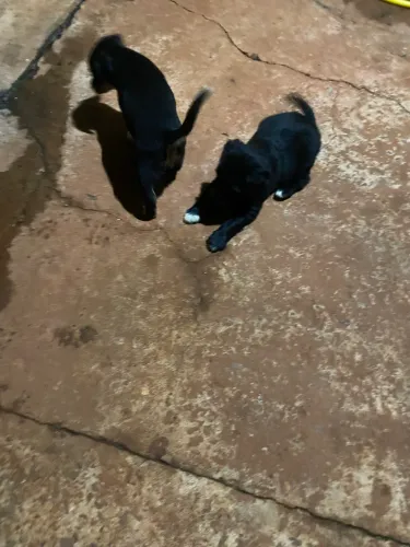 Doação de cachorrinho?