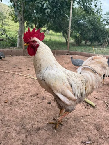 VENDEM-SE FRANGOS CAIPIRA e GALO