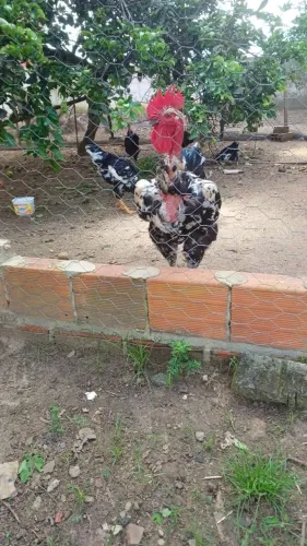 Galo reprodutor Balão Sergipano.