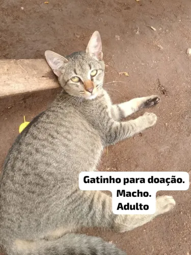 Gatinho para doação.