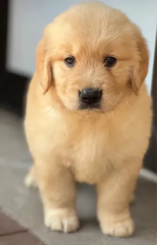 Filhote de Golden Retriever dourado