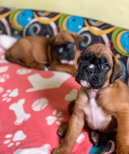 Boxer,Boxer Filhote Top Padrão da Raça