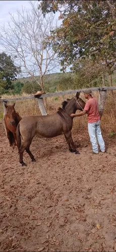Vende-se mula boa pra cavalgada