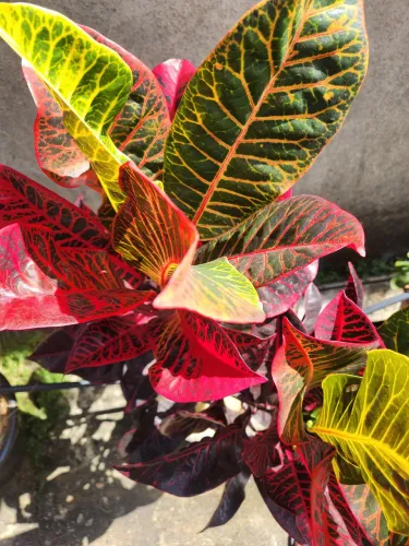 Croton Petra 