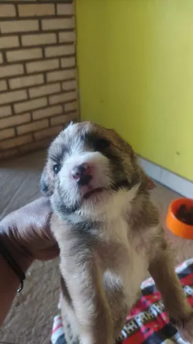 Shitzu Mini