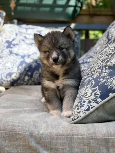Filhotes de Husky Siberiano | Um olhar cheio de energia.