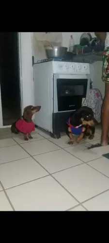 Doação filhotes de raça 
