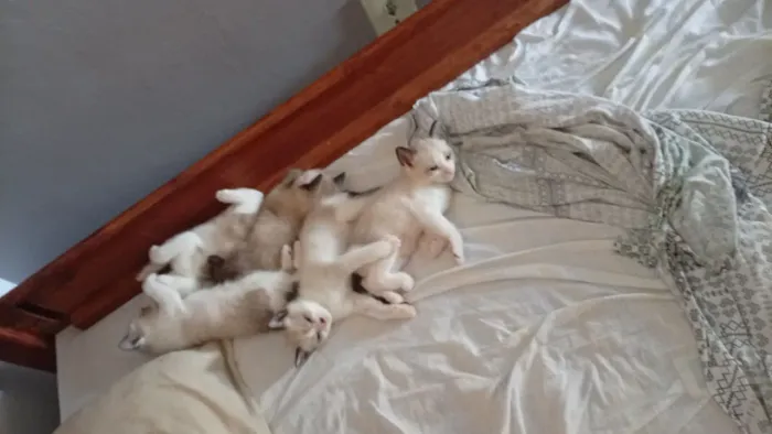 Gatos pra adoção 