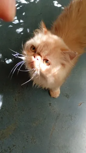 Gato persa
