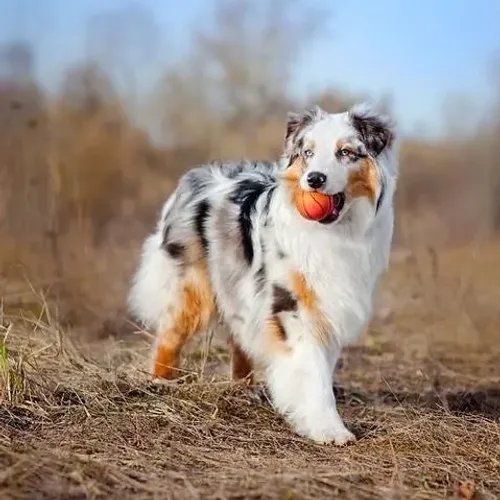 Border Collie de alto padrão