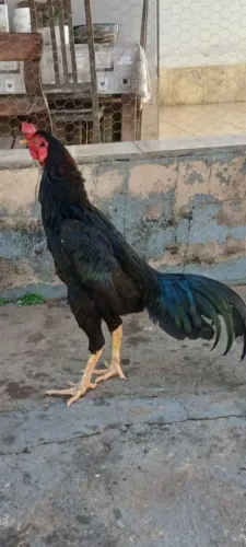 Galo índio