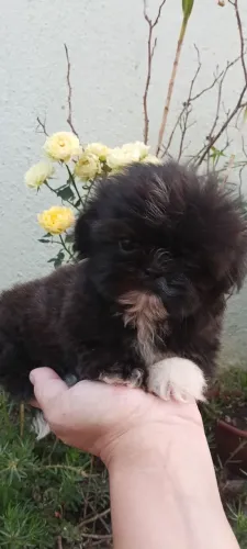 Shih Tzu macho padrão mini