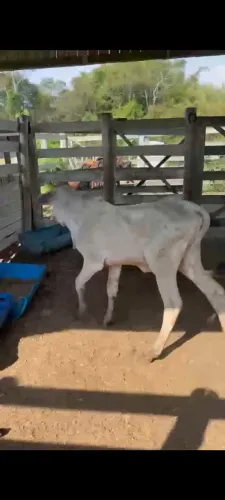 Macho nelore