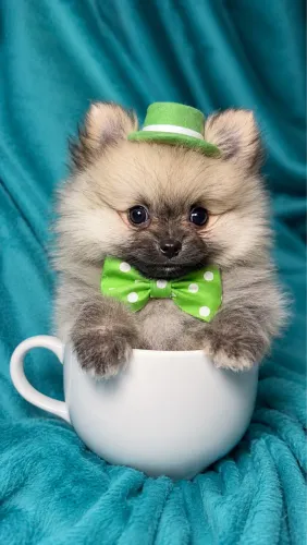Lulu da Pomerania Anão - Spitz Alemão