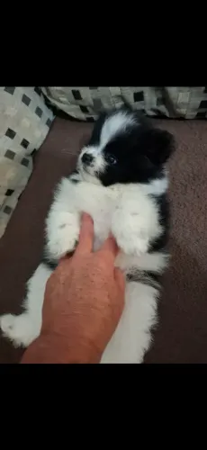 Lindo machinho spitz alemão 