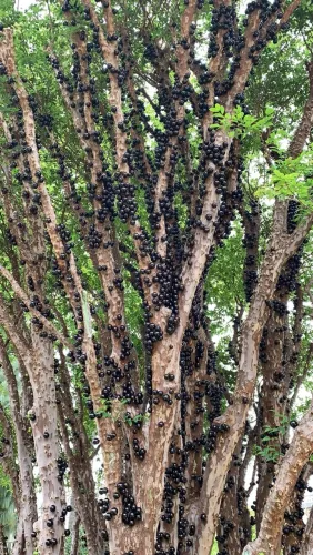 MUDAS DE JABUTICABA À VENDA!