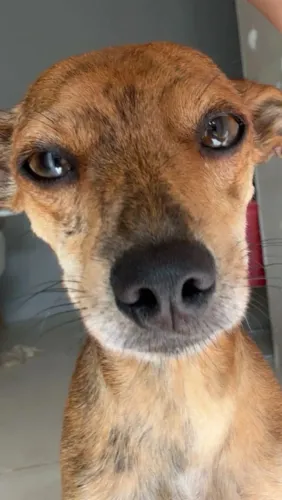 Pinscher para cruzar 