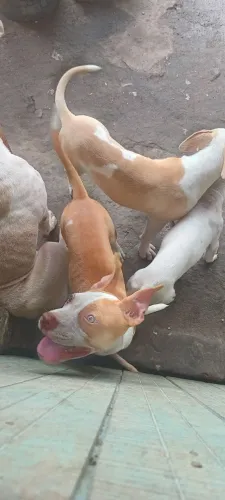 Filhote de Pit Bull América terrier pra vender com 5 meses 300