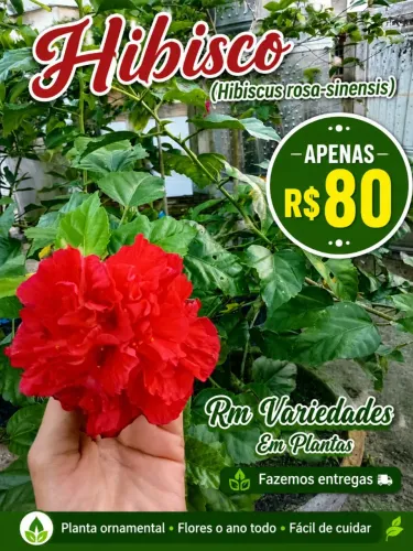 Hibisco ? 