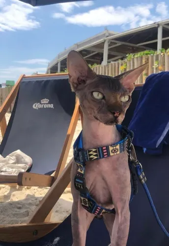 Padreador Sphynx adulto