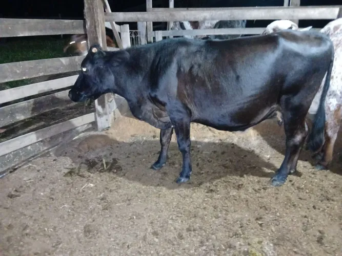 Vaca