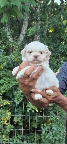 Shih-tzu Macho Topissimo