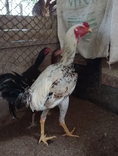 Pintinhos índio gigante e bhama