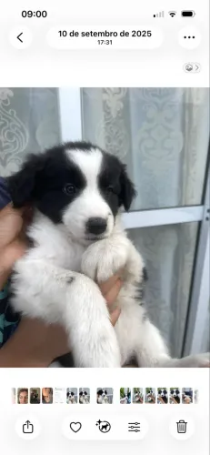 Lindos e fofos