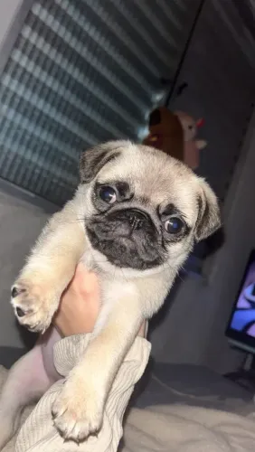Pug fêmea