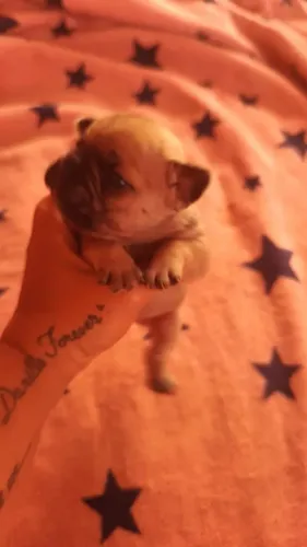 Buldog francês