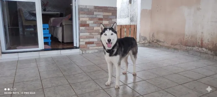 Husky siberiano macho