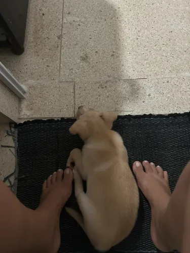 Cachorra, vira lata, encontrei na porta da minha casa!