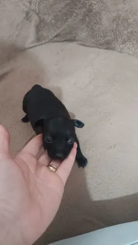 Pinscher fêmeas