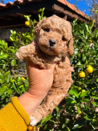 Filhotes de Poodle mini