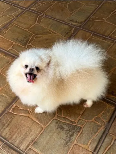 Lulu da Pomerania Fêmea