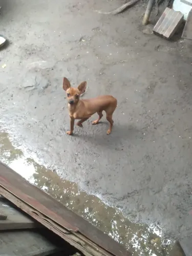 Vendo um cachorro pinchi 