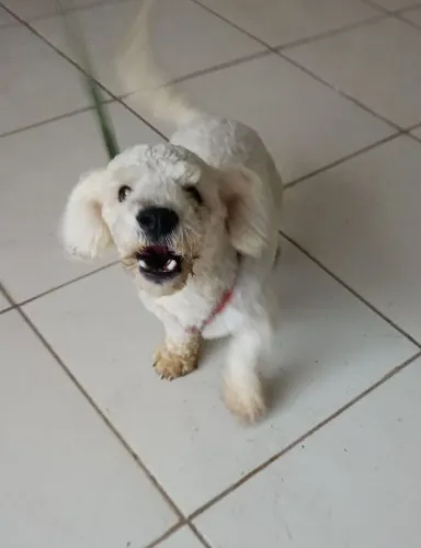 Poodle