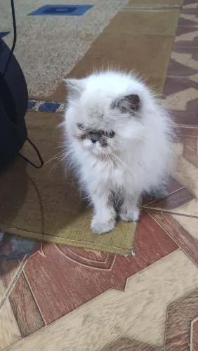 Linda Femea de Persa Himalaia 